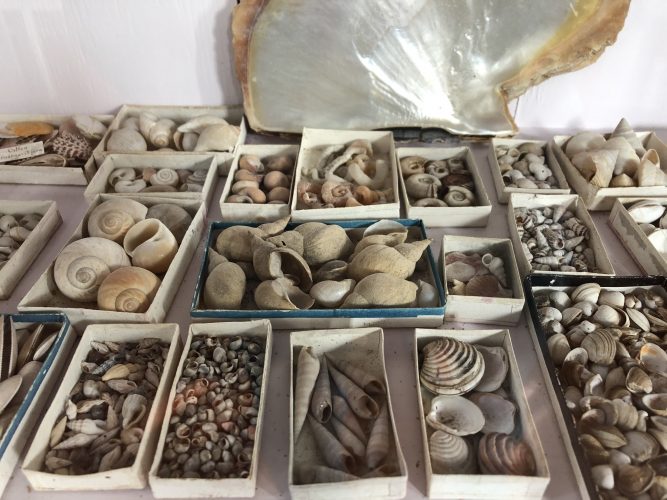 Numerous cardboard boxes filled with small shells